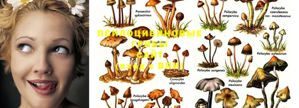 прущие крисы Дмитров